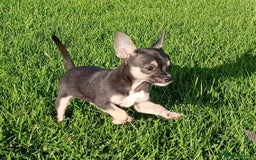 Mixed Breed dogs for sale: Stunning unique 3/4 Chihuahua x Italian greyhound  - Image 9
