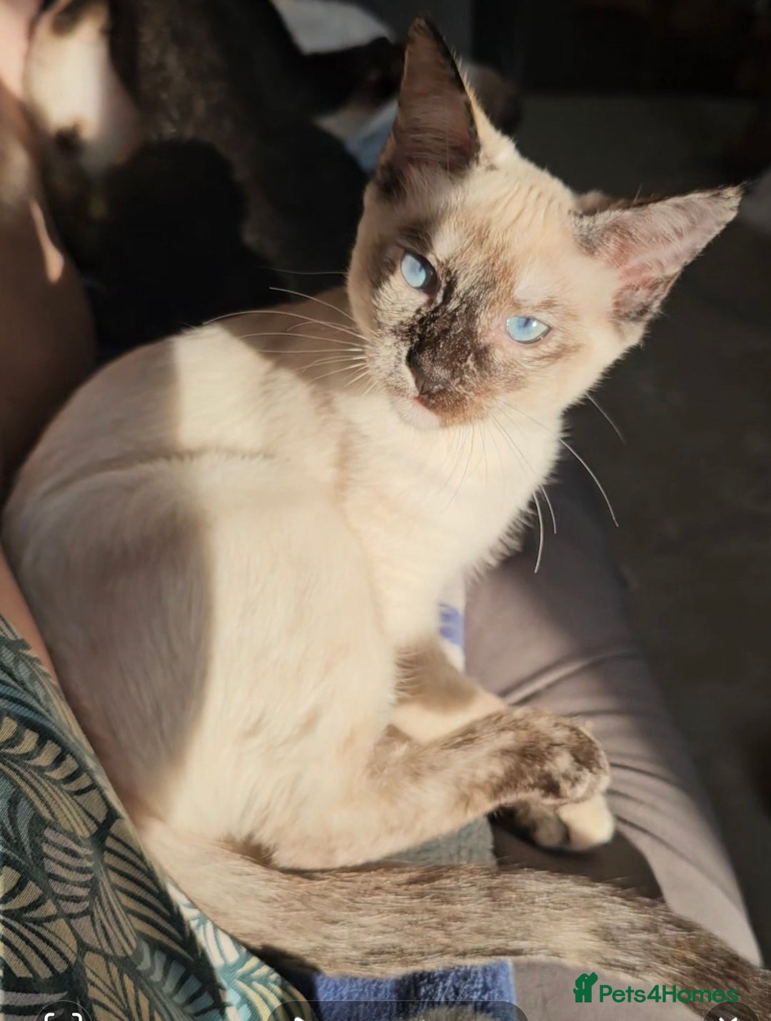 Sphynx cats for sale: Sphynx x Siamese kittens - Image 6