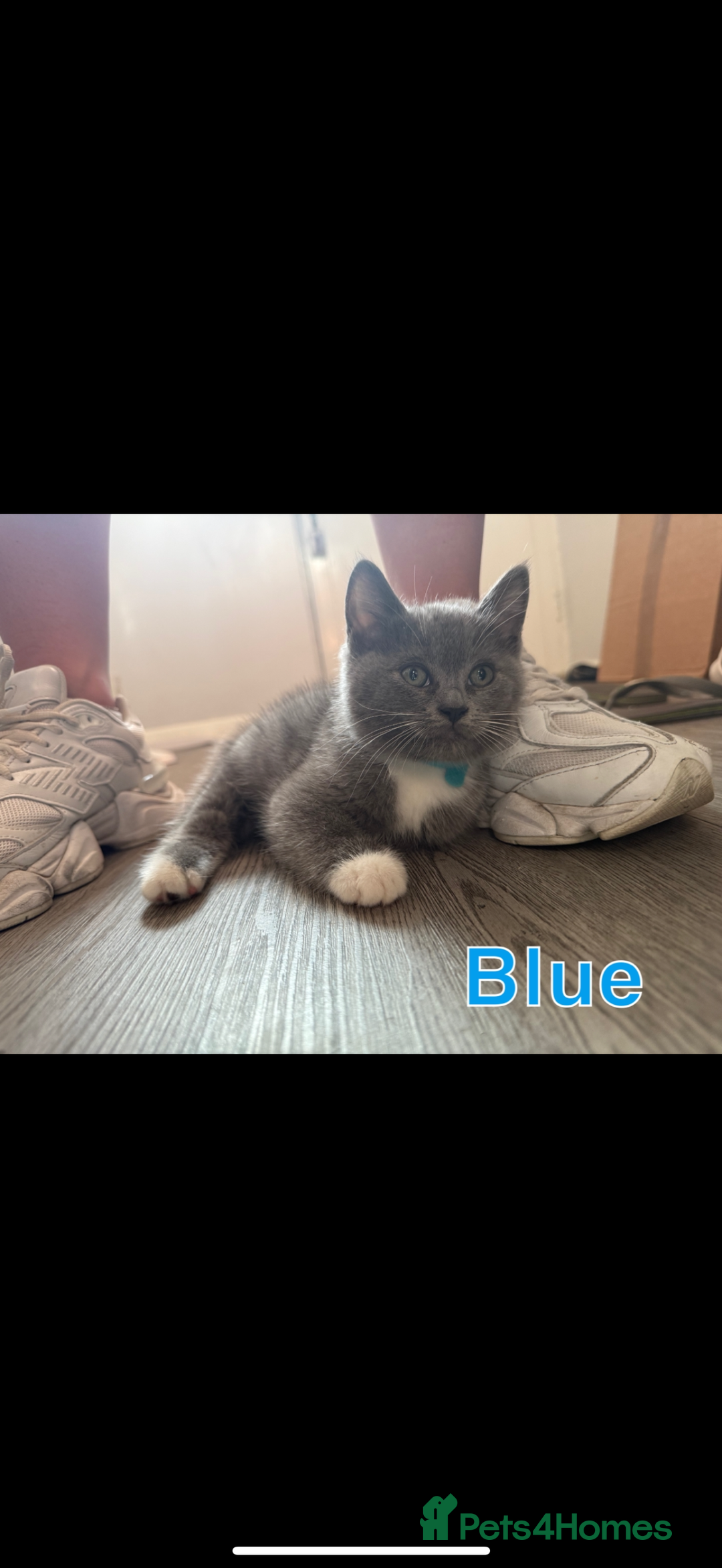 Mixed Breed cats for sale: 🐾 British Short Hair X Ragdoll Kittens 🐾 - Image 8