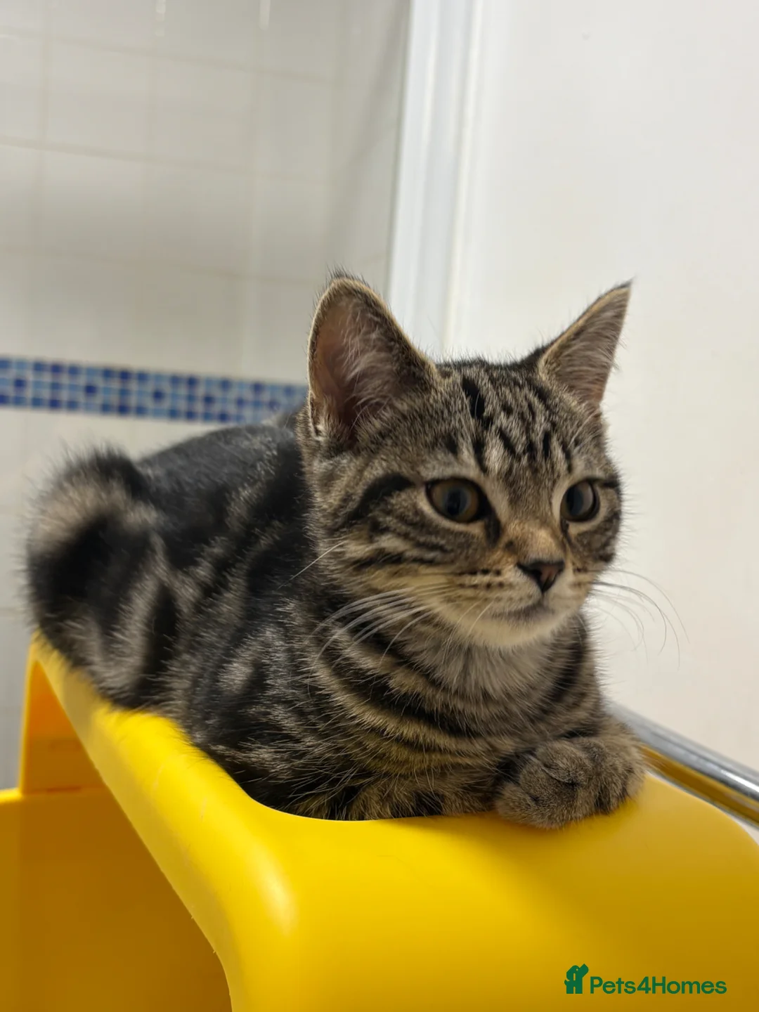 Scottish Fold cats for sale: 🐱💗💝 Only miss sassy left £350 💝💗🐱 - Advert 2