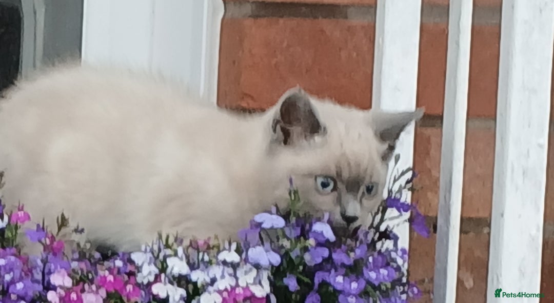 Ragdoll cats for sale: Ragdoll/British shorthair mix in Glasgow - Image 2