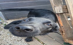 Mixed Breed dogs for sale: Belgian malinois x Labrador puppies  in Kettering - Image 5