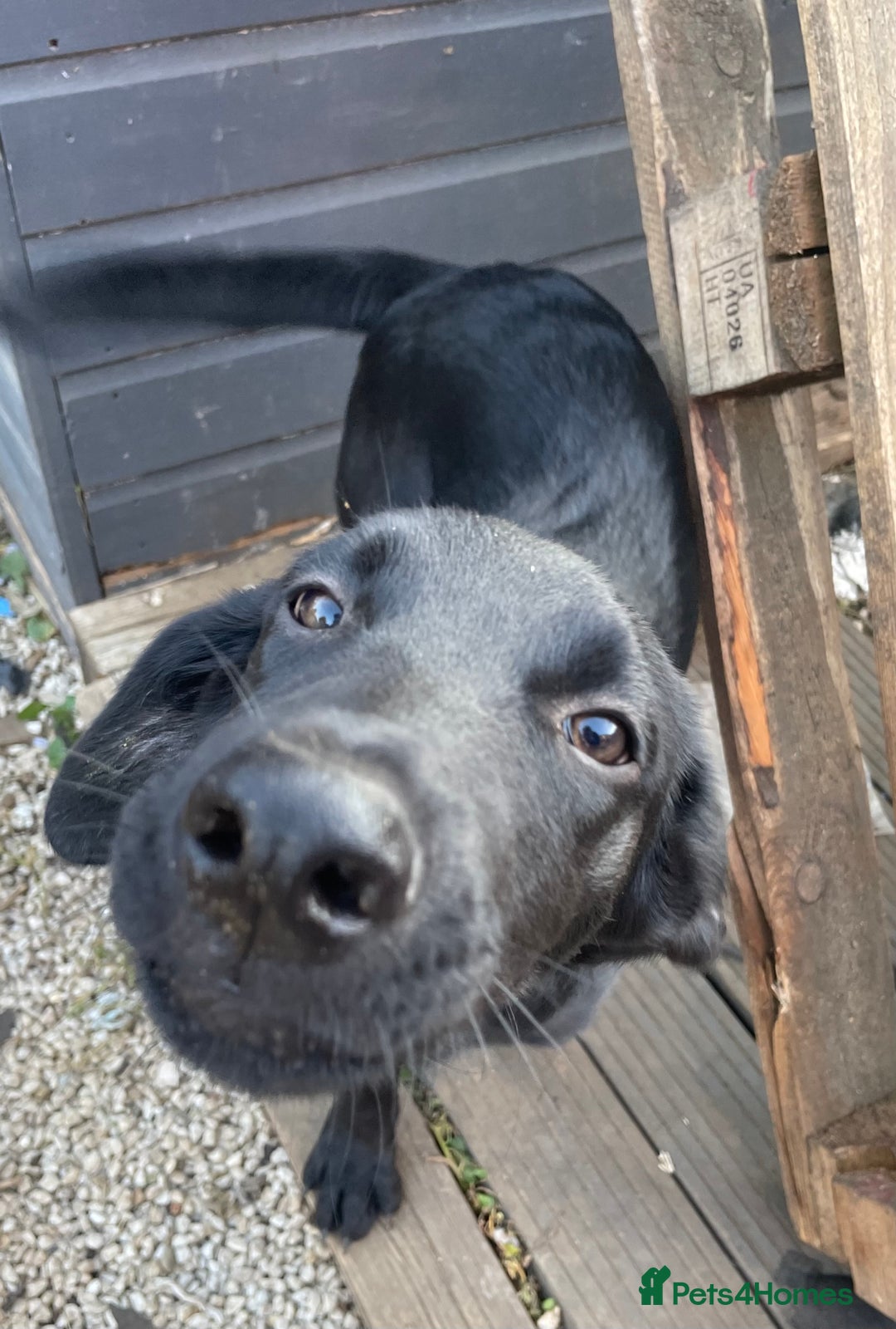 Mixed Breed dogs for sale: Belgian malinois x Labrador puppies  in Kettering - Image 5