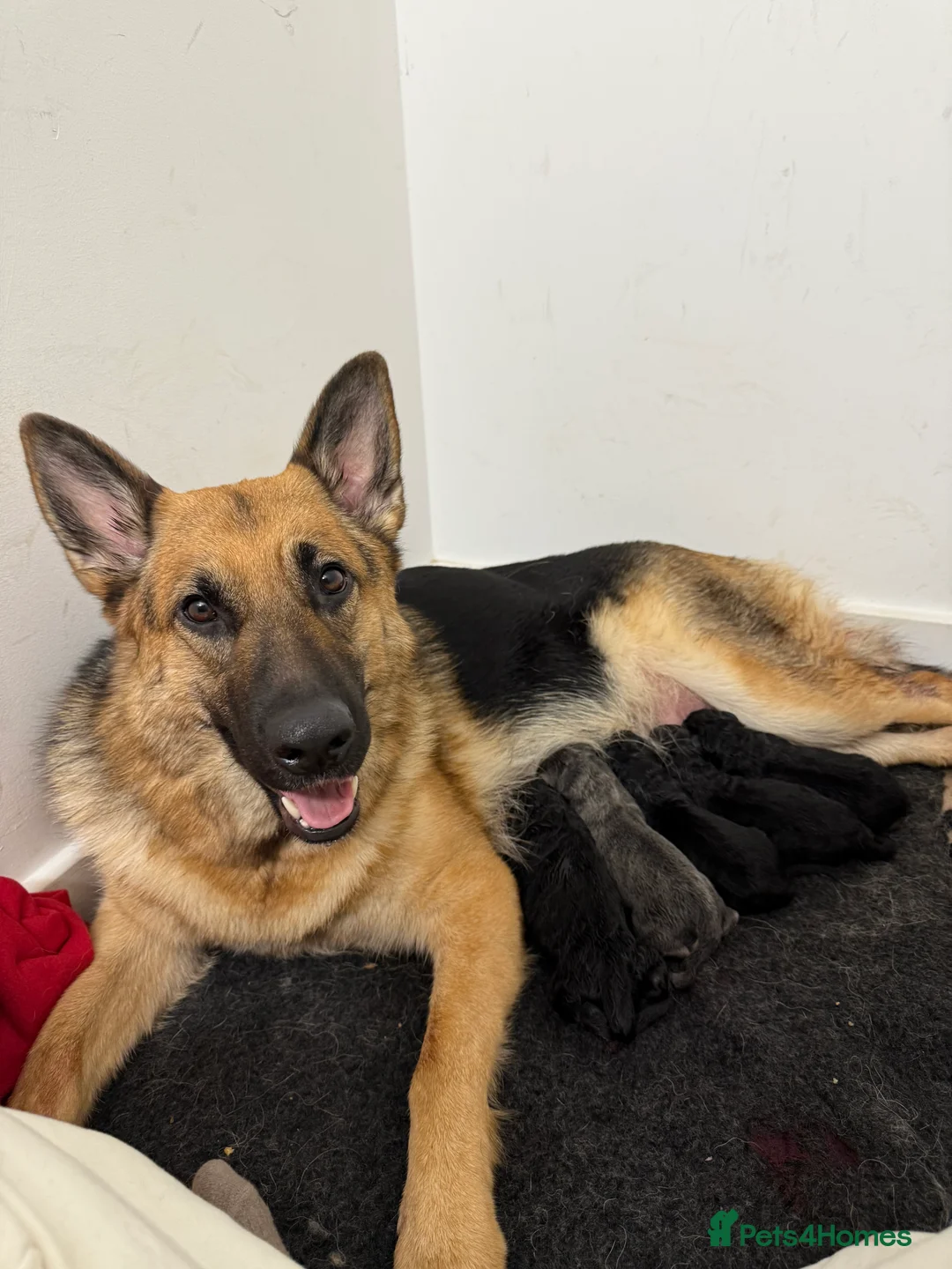 German Shepherd dogs for sale: German Shepherd Puppies - Advert 33