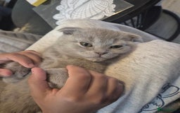 Scottish Fold cats for sale: Scottish Fold Kittens🩵 - Image 1