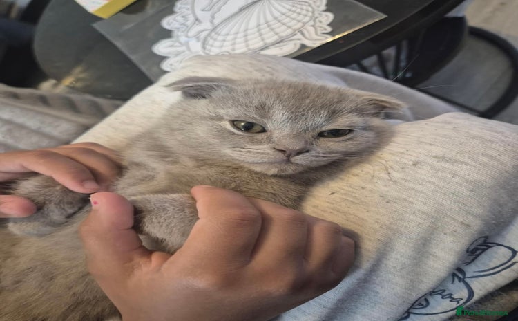 Scottish Fold cats - Advert 1