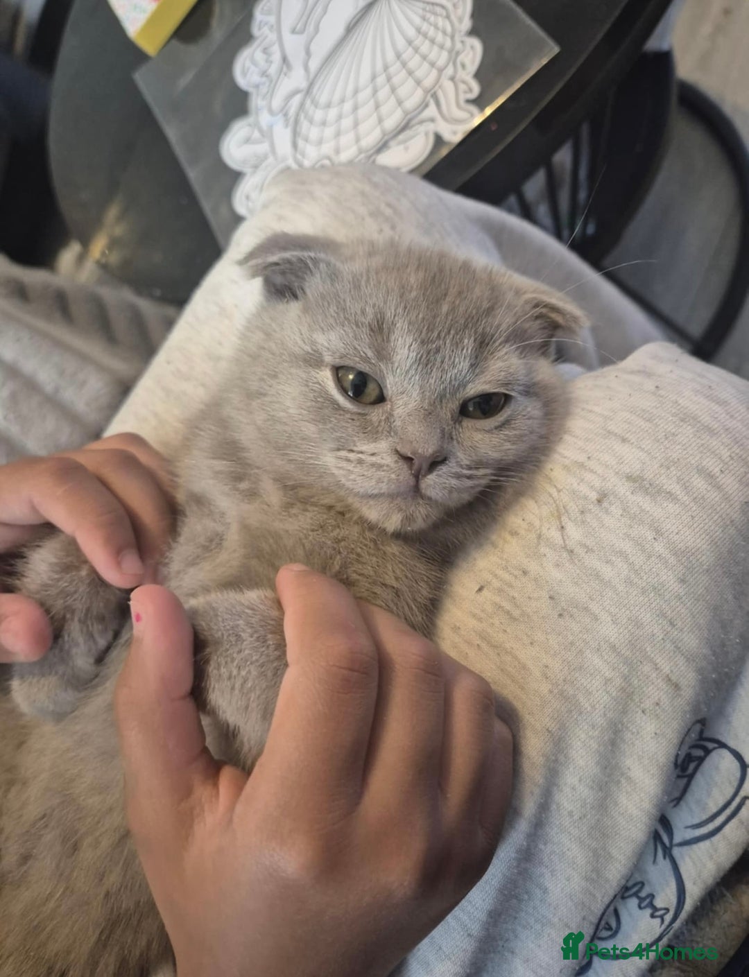 Scottish Fold cats for sale: Scottish Fold Kittens🩵 - Image 1