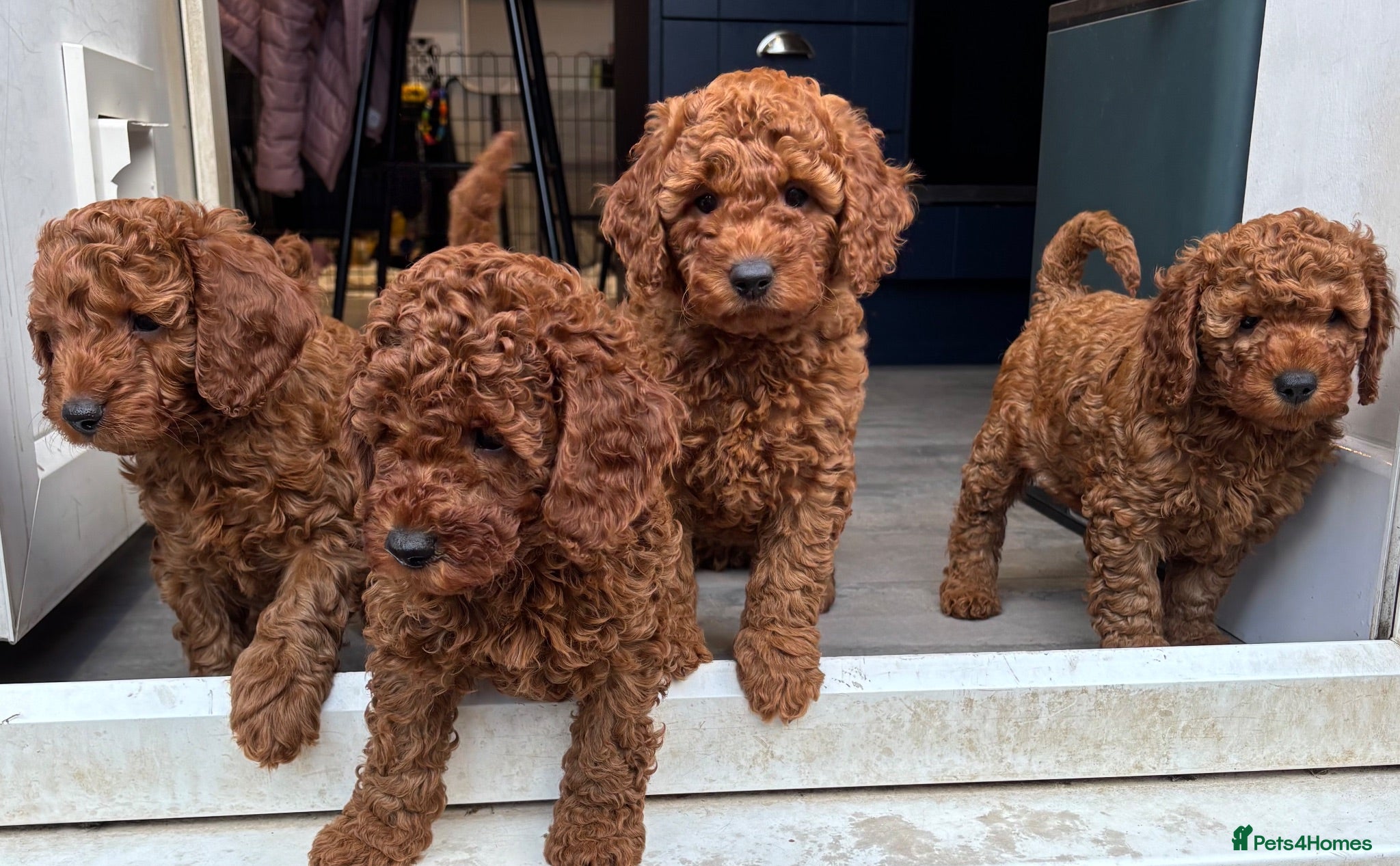 Cavapoo dogs F1b Cavapoo Puppies Born to Steal Hearts - Advert 6