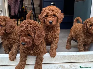 Cavapoo dogs F1b Cavapoo Puppies Born to Steal Hearts - Advert 6
