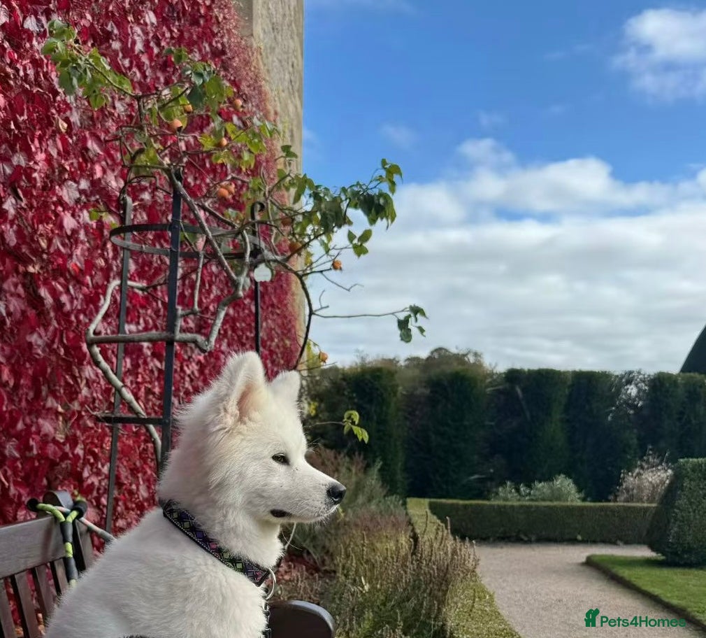 Samoyed dogs 1-year Samoyed - Advert 2