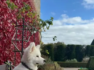 Samoyed dogs 1-year Samoyed - Advert 1