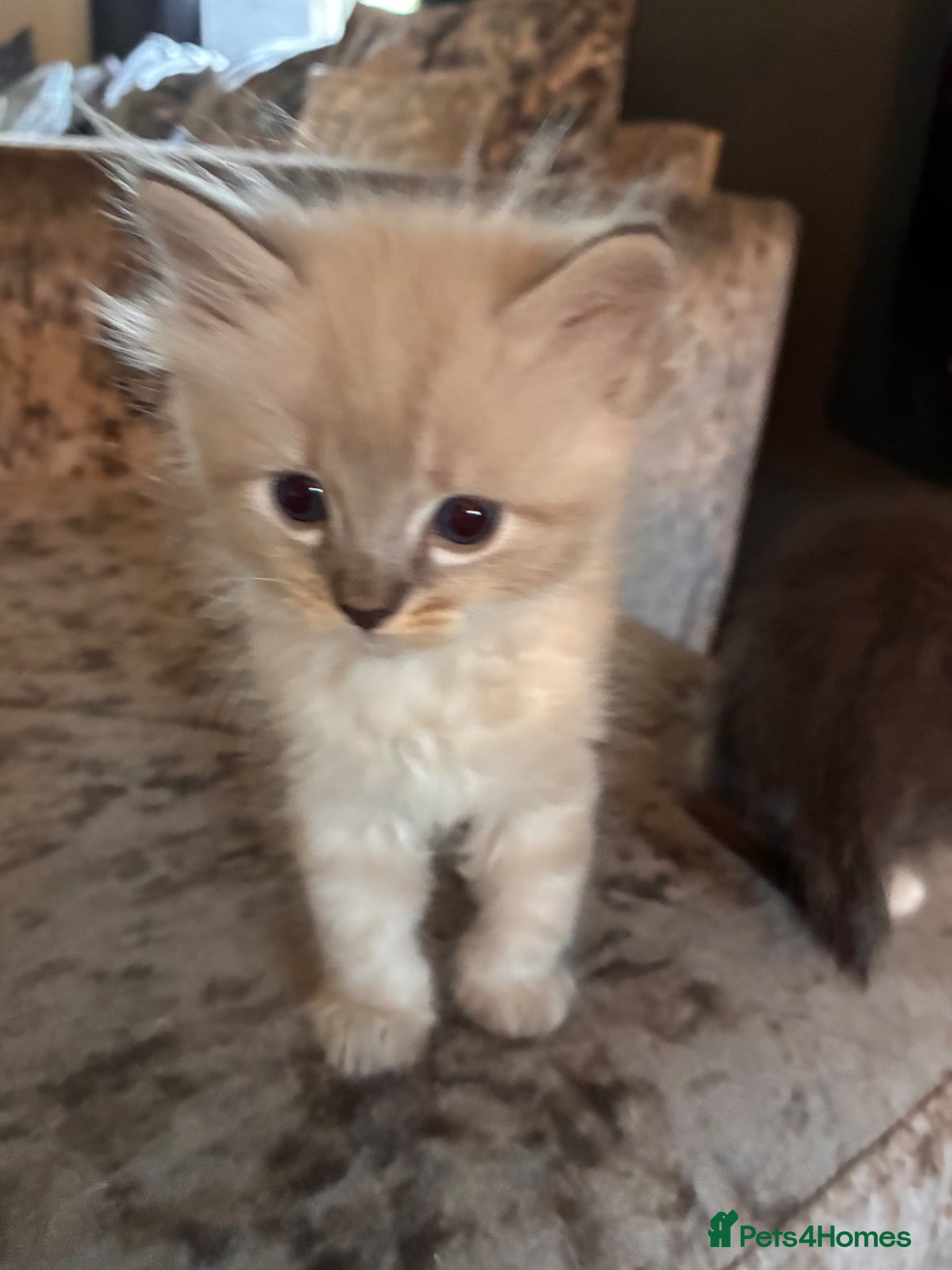 Mixed Breed cats 5 Beauitiful Ragdoll/Bengal kittens  - Advert 1