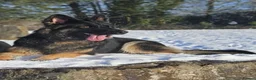German Shepherd dogs for sale: German Shepherd Puppies Home Bred - Advert 2