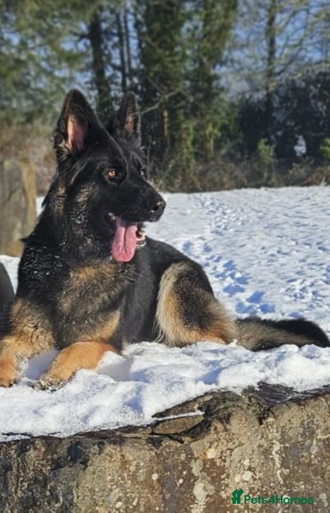 German Shepherd dogs for sale: German Shepherd Puppies Home Bred - Advert 2