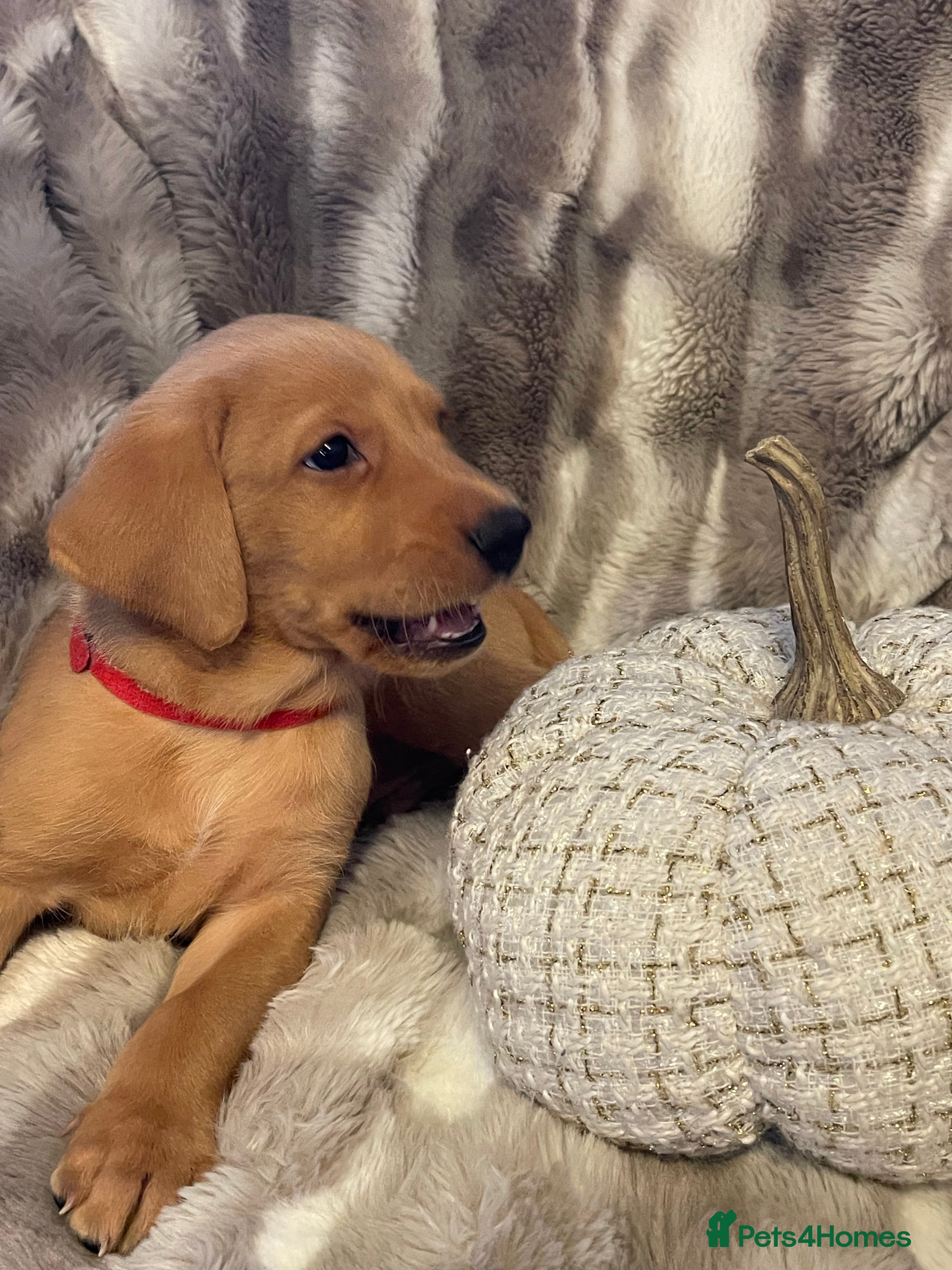 Labrador Retriever dogs Beautiful pure labrador retriever puppies. - Advert 5