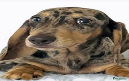 Miniature Dachshund dogs for stud: CHOCOLATE DAPPLE AND CREAM. KC REG -PRA CLEAR - Image 4