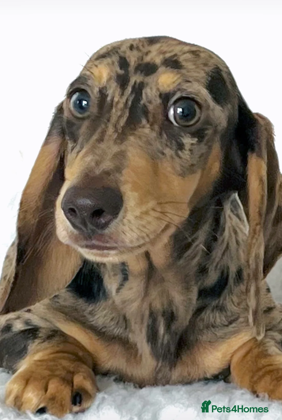 Miniature Dachshund dogs for stud: CHOCOLATE DAPPLE AND CREAM. KC REG -PRA CLEAR - Advert 4