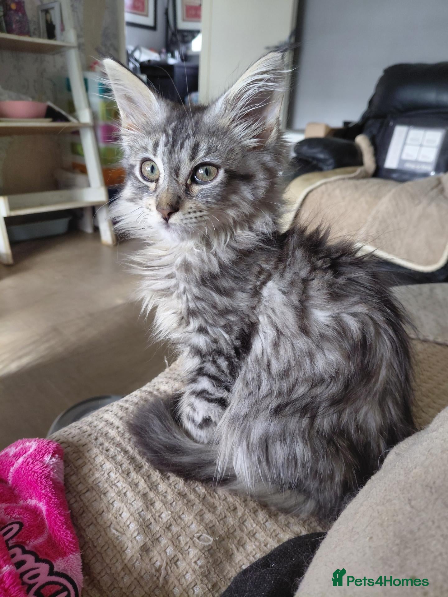 Mixed Breed cats 3/4 Maine coon. 1/4 sphynx - Advert 9