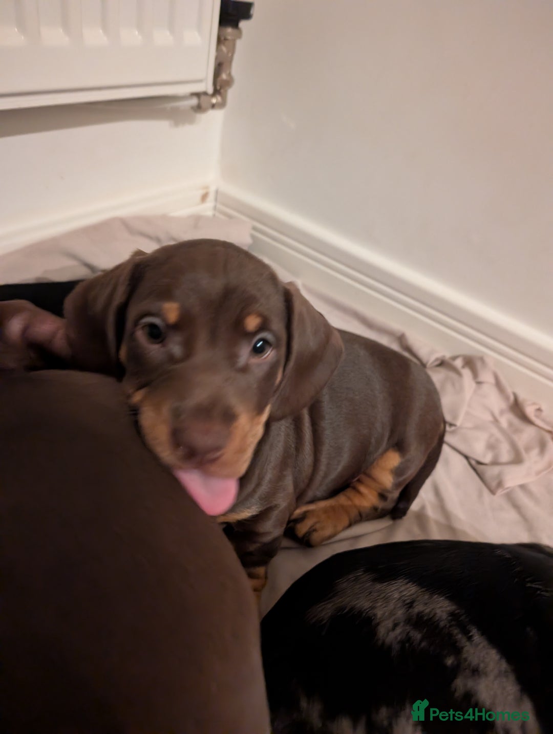 Dachshund dogs for sale: Daschund puppies  - Advert 5