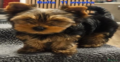 Yorkshire Terrier dogs - Advert 13