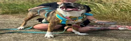 Mixed Breed dogs for adoption: Cisco - low energy cuddle bug!  in London - Advert 18