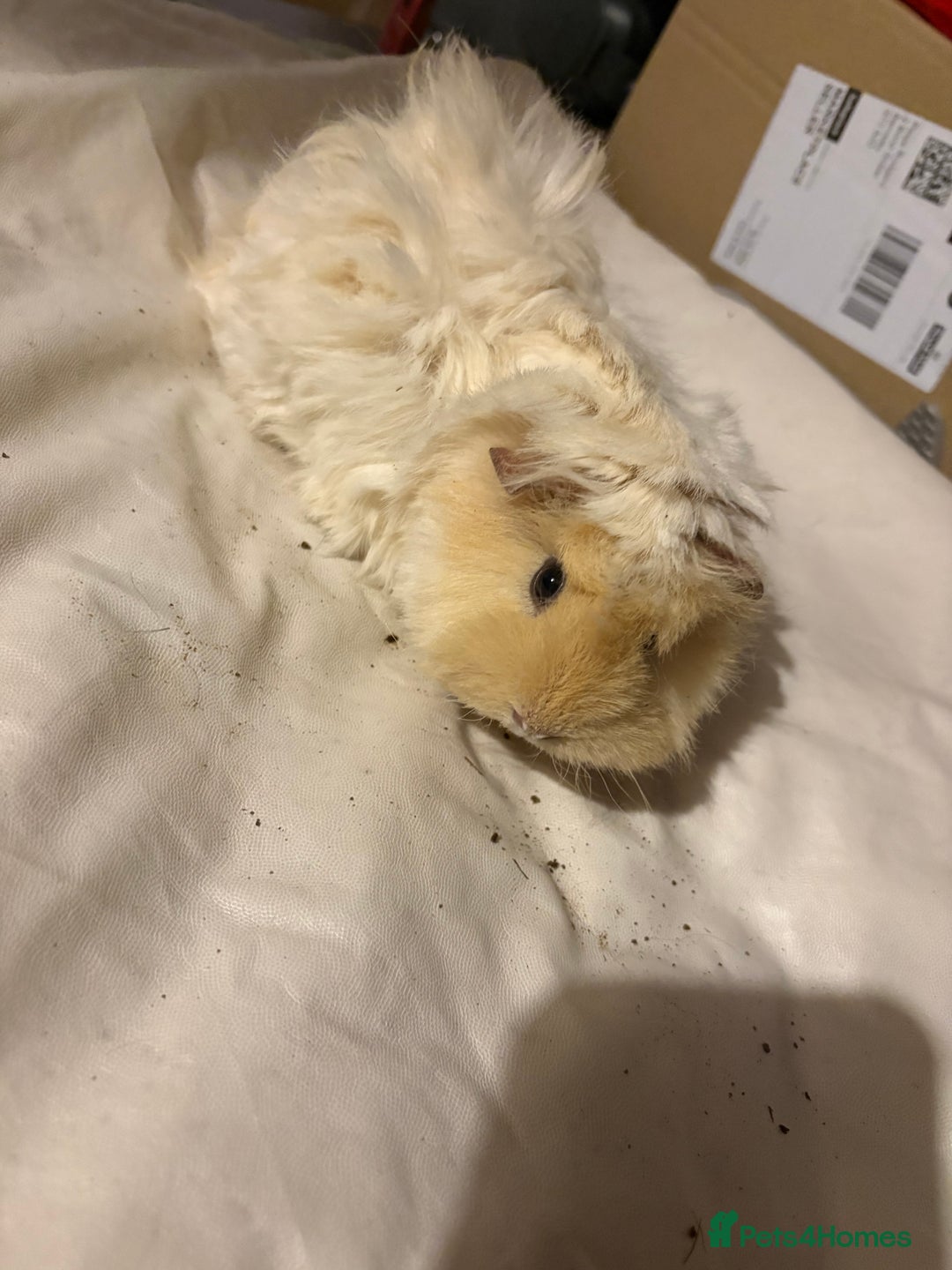 Guinea Pig rodents for sale: 4 female and 2 male guinea pigs for sale - Advert 4