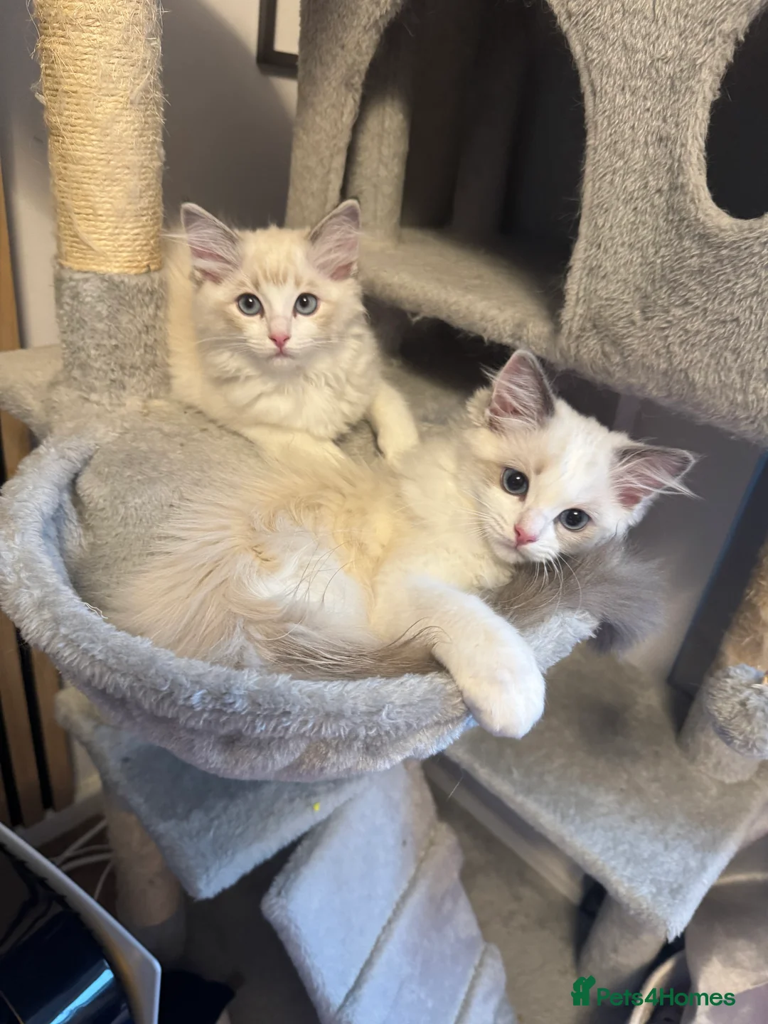 Ragdoll cats for sale: Now ready to leave – Blue Point– TICA Registered - Advert 6