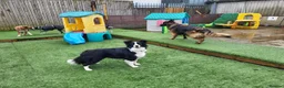Border Collie dogs for sale: 15 months old Female Border Collie - Molly - Advert 19