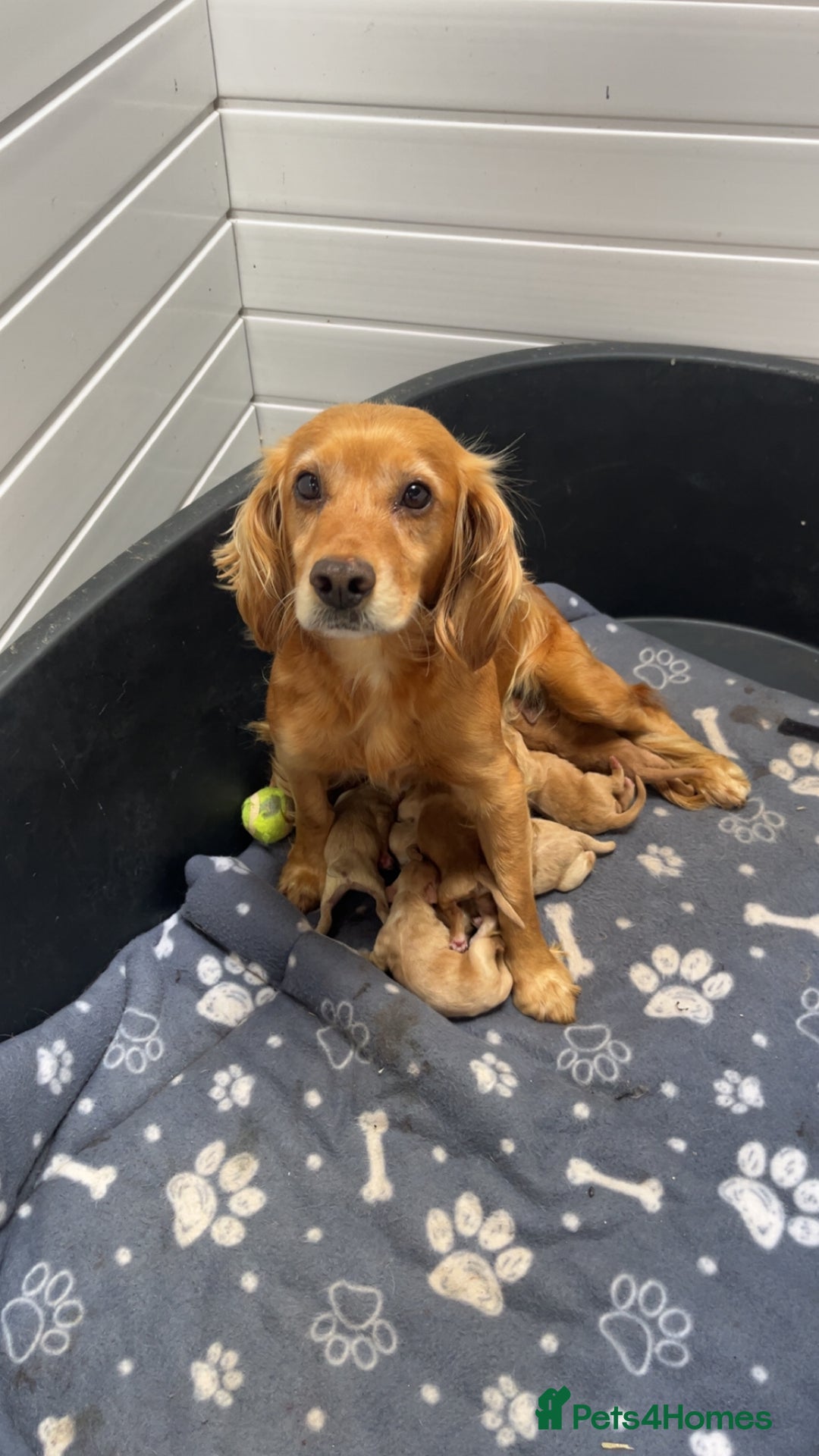 Cockapoo dogs for sale: Stunning red/apricot f1 cockapoos - Image 4