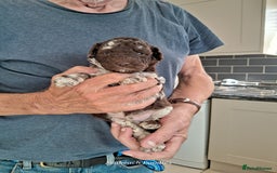 Toy Poodle dogs for sale: Toy Poodle Puppies in Norfolk - Image 2