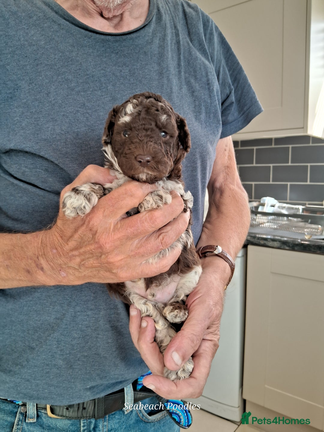 Toy Poodle dogs for sale: Toy Poodle Puppies in Norfolk - Image 2