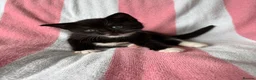 Mixed Breed cats for sale: Kittens, black and white - Advert 22