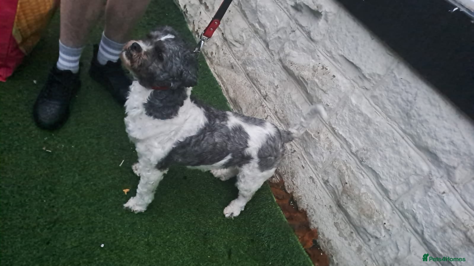 Zuchon dogs Our beautiful shihtzu x bischon  - Advert 1