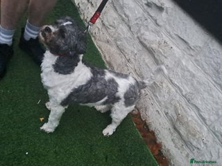 Zuchon dogs Our beautiful shihtzu x bischon - Advert 1