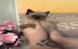 Persian cats for sale: Persians colour point  - Image 15