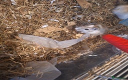 Gerbil rodents for sale: 2 baby boy gerbils - Advert 6