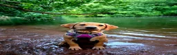 Labrador Retriever dogs for sale: Beautiful Labrador - Advert 11