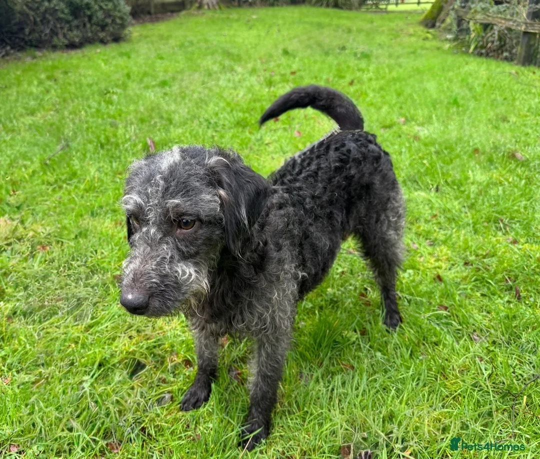 Bedlington Terrier dogs for sale: Bedlington Terrier - Advert 4