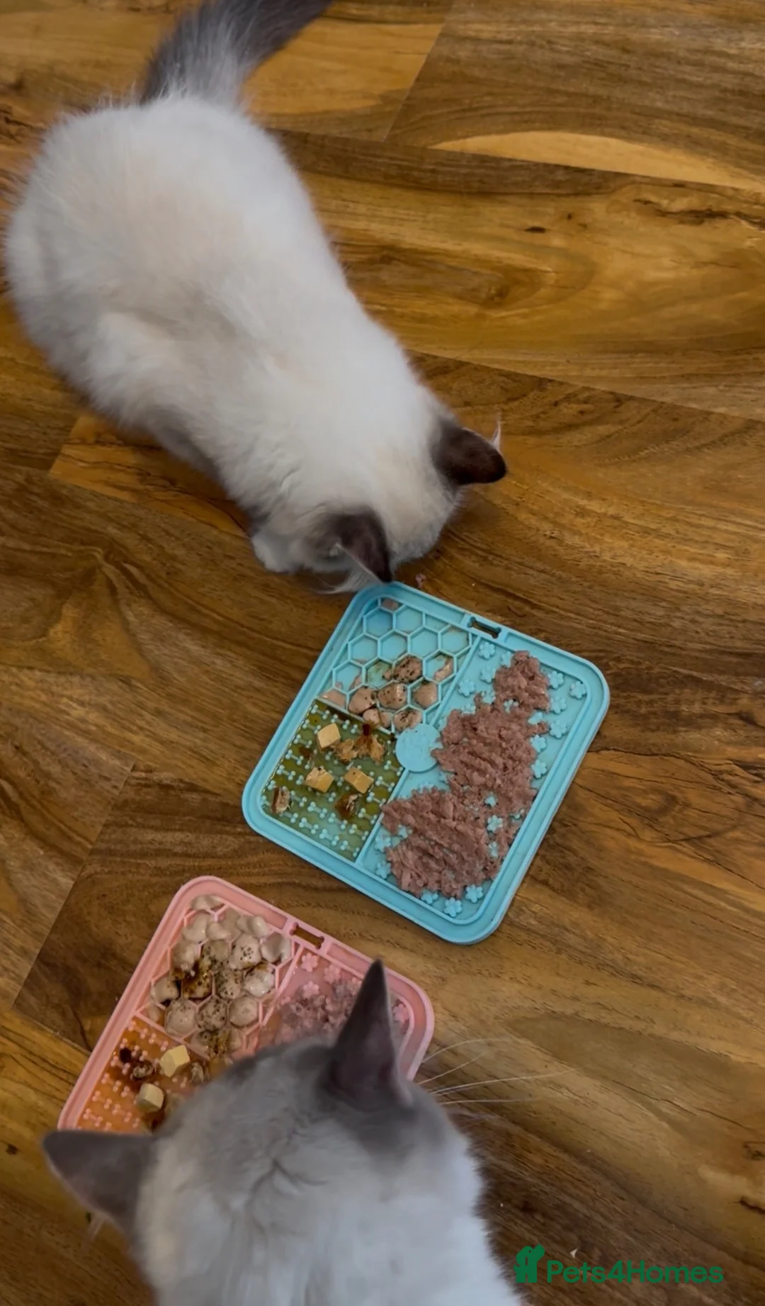 Ragdoll cats for sale: 2 ragdolls available  in London - Advert 1