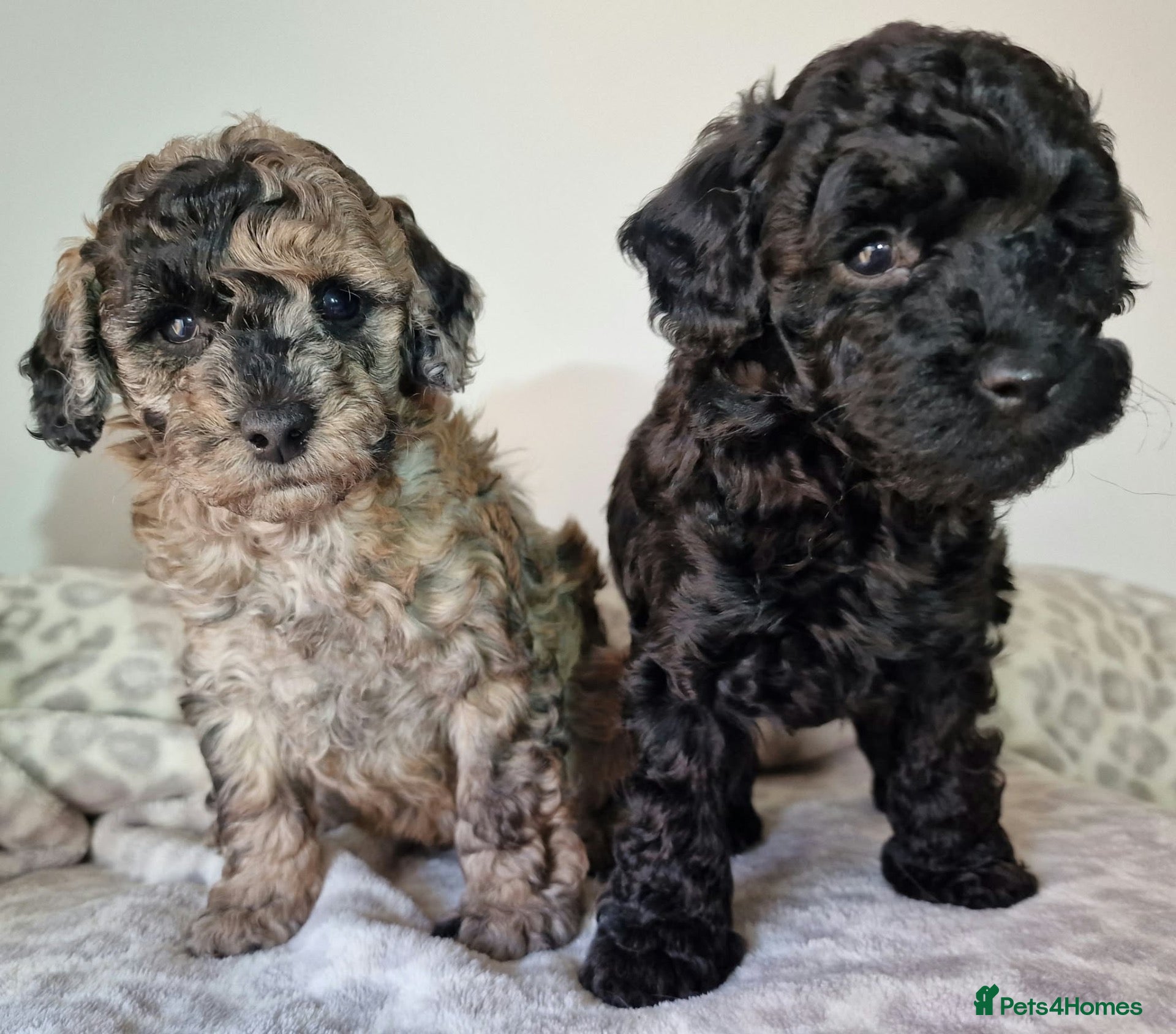 Toy Poodle dogs Superb Merle Toy Poodles - Advert 10