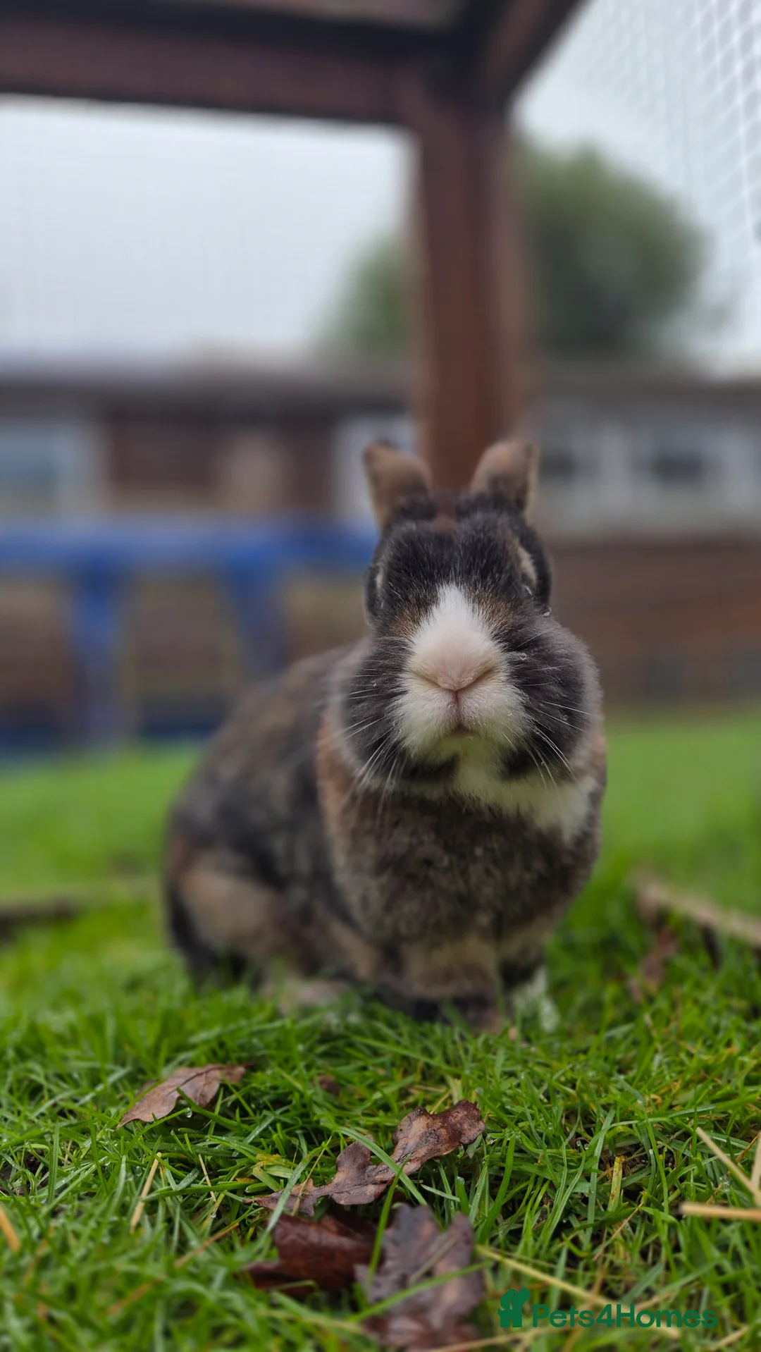 Mixed Breed rabbits for sale: Castrated, vaccinated, bonded  - Advert 2