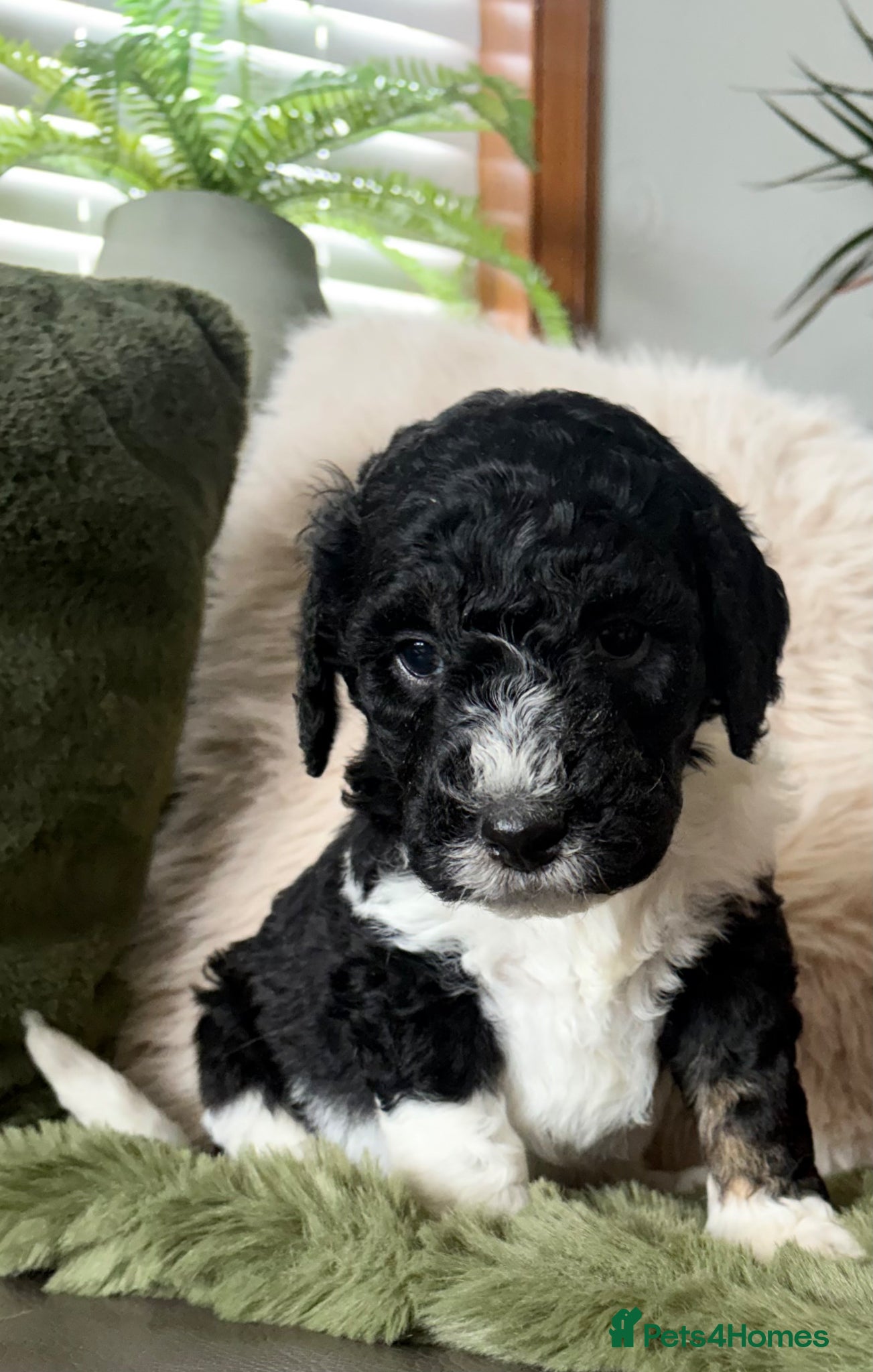Bernedoodle dogs Stunning bernedoodle puppies  - Advert 1