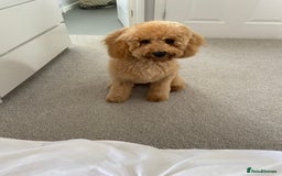Cavapoo dogs for sale: Cavapoo male for rehoming in Sandy - Image 2