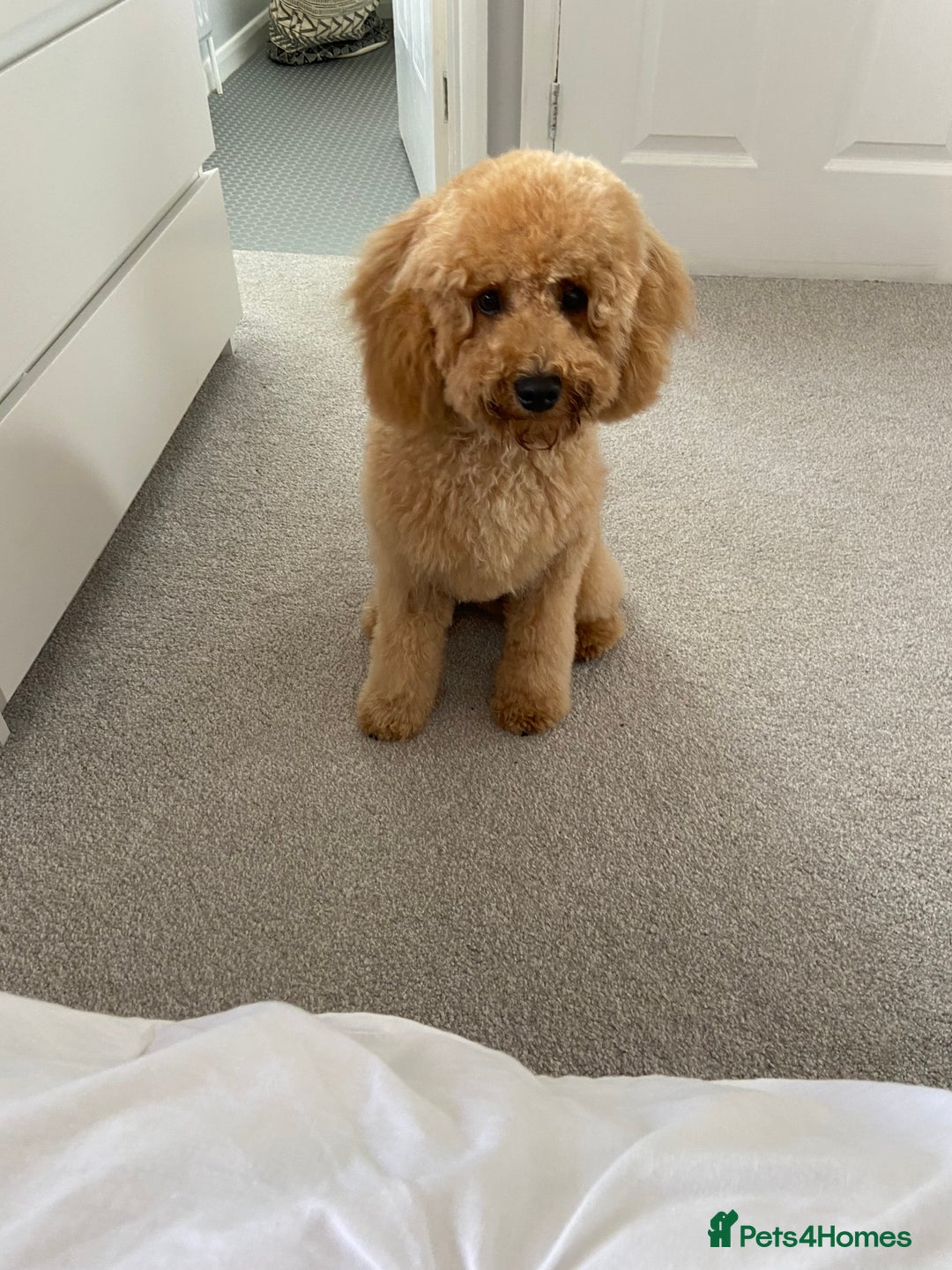Cavapoo dogs for sale: Cavapoo male for rehoming in Sandy - Image 2