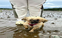 Shih Tzu dogs for sale: Imperial Shi tzu full pedigree puppy  - Image 4
