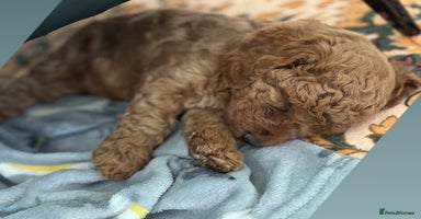 Cockapoo dogs - Advert 7