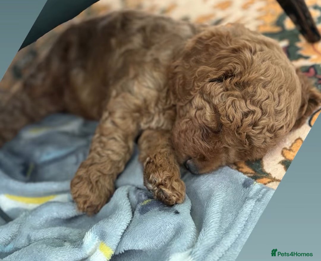 Cockapoo dogs for sale: Beautiful F1B Cockapoo Boys **1 Boy Now Reserved** - Image 4