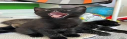 Mixed Breed cats for sale: MaineCoon Mix - Advert 6