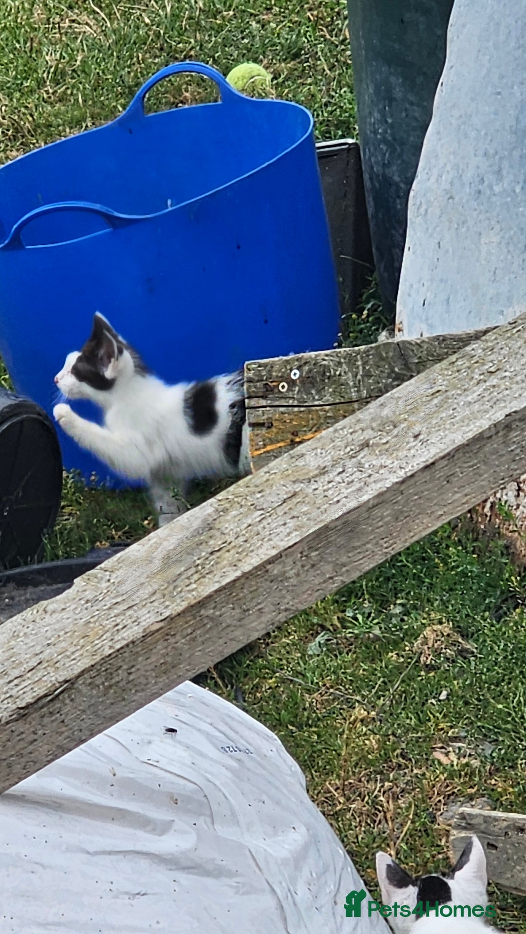 Domestic Shorthair cats for sale: 2 Black and White male kittens  - Image 9