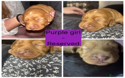 Cocker Spaniel dogs for sale: Beautiful litter - working cocker spaniels ❤️ - Image 9